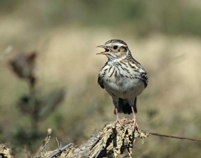 Woodlark, Lullula Arborea, Woodlark, Birds, Song, Larks, Passeri, Singing, Songbirds, Birds
