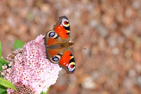 A peacock butterfly (Inachis io) feeds on nectar from a butterfly bush (Buddleja davidii),