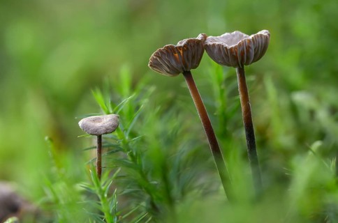 Androsaceus perforans, gymnopus perforans, marasmiellus perforans, micromphale perforans,