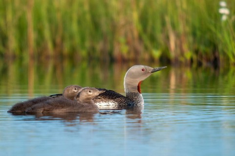 Finland, gavia stellata, red-throated diver, stardiver, birds, diver, gaviidae, grebe, adolescent,