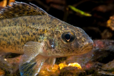 Gymnocephalus cernuus, tadfish, pope, ruff, fish, fishes, pisces