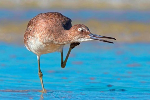 Animals, Birds, Mudtreads, Catoptrophorus semipalmatus, Willet, Florida, United States