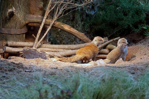 Fox mongooses (Cynictis penicillata) under a heat lamp, Nuremberg Zoo, Middle Franconia, Bavaria,