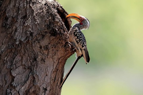 Red-ringed Hornbill (Tockus leucomelas), Southern Yellow-billed Hornbill, adult, male, at a nesting