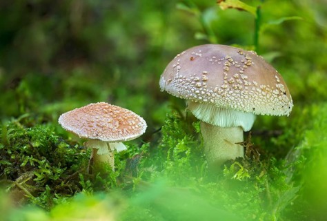 Amanita rubescens, meat mushroom, yellow-ringed pearl mushroom, golmoth, gargle stomach, pug, girl