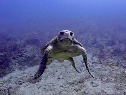 Close-up of a Loggerhead sea turtle (Caretta caretta) swimming calmly through the blue sea,