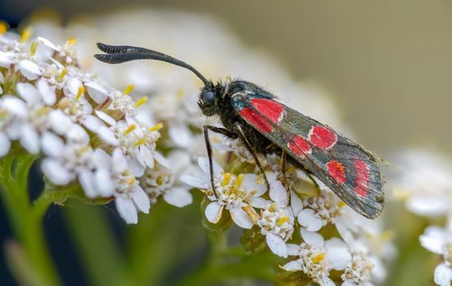 Carniolane burnet, eastern burnet moth, esparset ram, Carniola ram, zygaena carniolica, flew off,