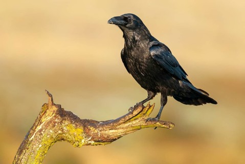Common raven (Corvus corax) on a perching post, Müritz National Park, Feldberg Lake District,