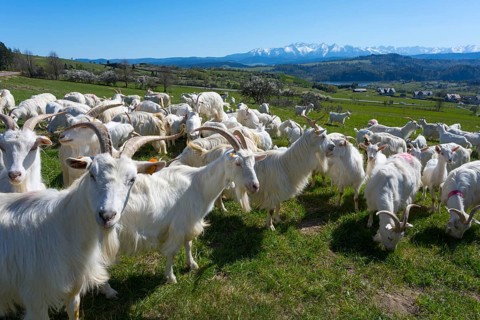 Goats gather on a lush green meadow surrounded by mountainous landscape, goats near Wierchowina, in