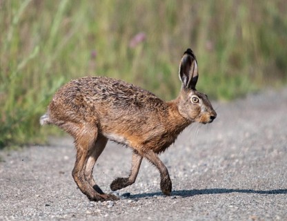 2009, Brandenburg, European hare, brown hare, Germany, Grünhäuser lake, hare-like, lagomorpha,
