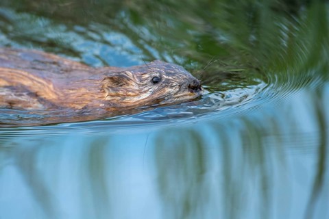 Swimming muskrat (Ondatra zibethicus), Kattinger Watt, Toenning, Schleswig-Holstein, Germany