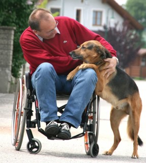 A man in wheelchair with German shepherd, 65 years old, senior, disabled, disabled person, Austria