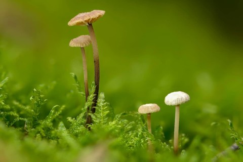 Androsaceus perforans, gymnopus perforans, marasmiellus perforans, micromphale perforans,