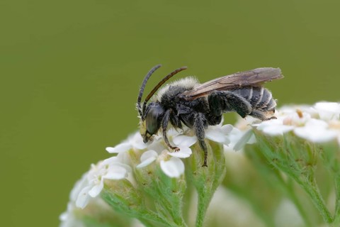 Apidae, floodplain leg bee, bees, hymenoptera, macropis europaea, macropis labiata, femur bee,