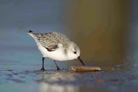 Sanderling (Calidris alba) adult wading bird in winter plumage feeding on a razorshell on a beach,