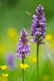 Moorland spotted orchid (Dactylorhiza maculata), Heiligenblut on the Großglockner, Carinthia,