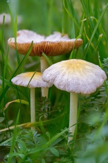 Bolbitius titubans, Bolbitius vitellinus, yellow manure mushroom, dung mushroom, fungi, fungus,
