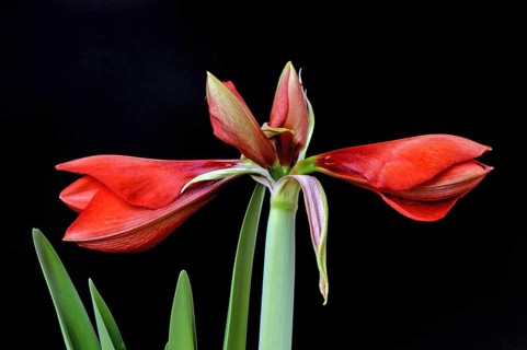 Amaryllis, Knight Star, Hippeastrum hybrids