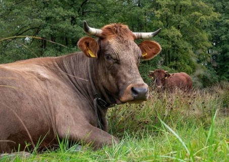 Artiodactyla, Bavaria, Bos Taurus sspec.5, cattle, even-toed ungulate, Höhenvieh, Upper Palatinate,