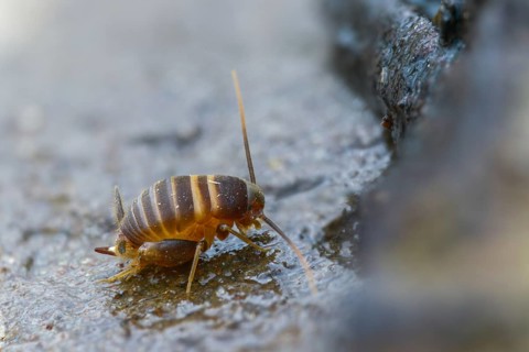 Ant crickets, common ant cricket, myrmecophila acervorum, crickets, grasshoppers, insects, insects