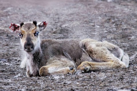 Young reindeer, Norbotten, Lapland, Sweden