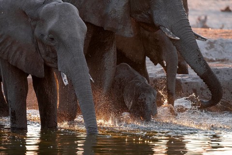 Herd of elephants, African elephant (Loxodonta africana) with young at the waterhole, sunset,