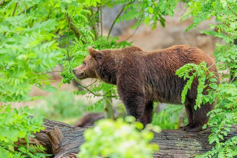A female brown bear (Ursus arctos arctos) stands on a tree trunk in dense vegetation in hilly