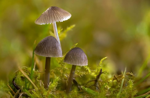 Grey nitrate helmet, mycena leptocephala, nitrate helmet, stinging helmet, fungi, fungus, nitrous