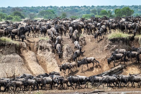The Great Migration, huge herds of wildebeest (Connochaetes taurinus) on the Mara River, Serengeti,