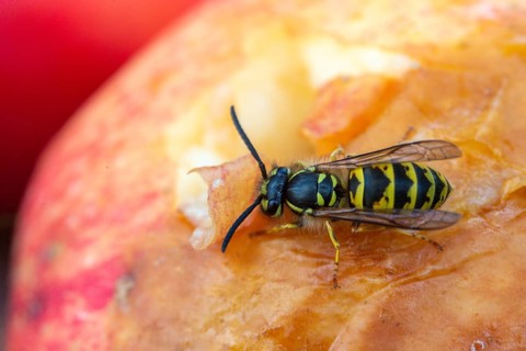 German wasp, real wasp, German wasp, hymenoptera, short-headed wasps, vespula germanica, on apple,