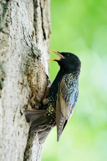 Starling (Sturnus vulgaris) at the breeding den, North Rhine-Westphalia, Germany