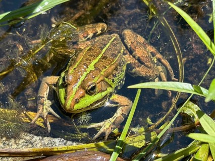 A pool frog (Pelophylax esculentus) lying in the water, Upper Bavaria, Bavaria, Germany