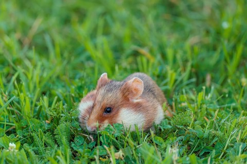 A European hamster (Cricetus cricetus) collects herbs, grass and blossoms in a green meadow.