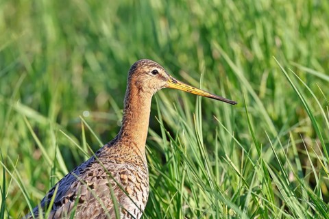Black-tailed Godwit (Limosa limosa), perched, animal portrait, waders, wildlife, nature