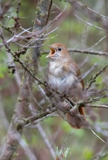 Brandenburg, Germany, Luscinia megarhynchos, Nabu project, nightingale, national natural heritage,