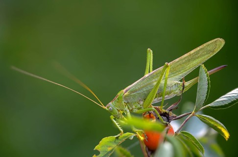 Grasshoppers, Great Green Bush cricket, big hayhorse, green hayhorse, deciduous locusts, song