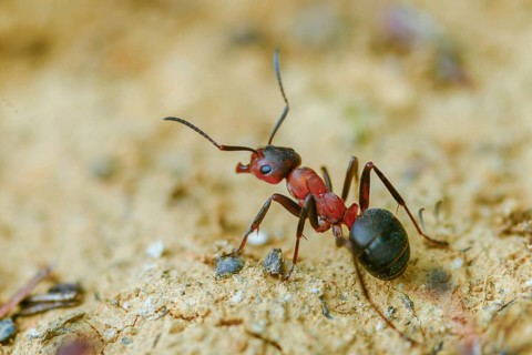 Ants, ant, blood-red ant, blood-red predatory ant, Formica sanguinea, formicidae, hymenoptera,