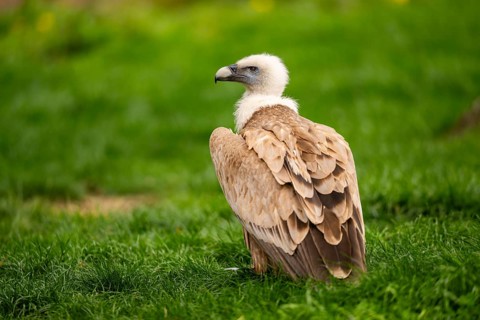 Griffon Vultures (Gyps fulvus) standing on a meadow in spring, bavaria, Germany