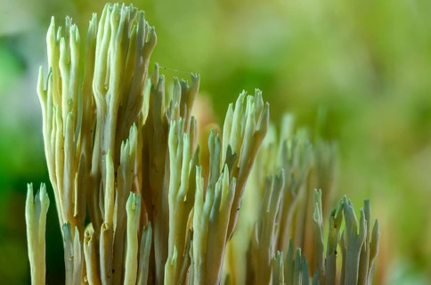 Clavaria apiculata, clavaria densissima, clavariella apiculata, green-tipped coral fungus,