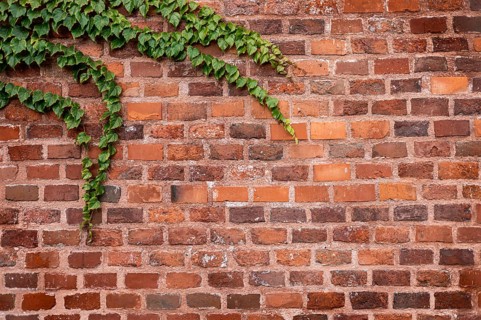 A textured red brick wall with green ivy climbing over it. The bricks are arranged in a classic