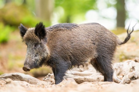 Wild boar (Sus scrofa) standing in a forest, Bavaria, Germany