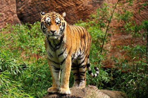 A pair of Siberian tigers (Panthera tigris altaica) with wet fur on a tree trunk, Nuremberg Zoo, Am