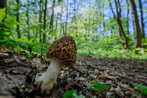 Edible morel on the forest floor of a deciduous woodland, mushroom, mushrooms, morel, round morel