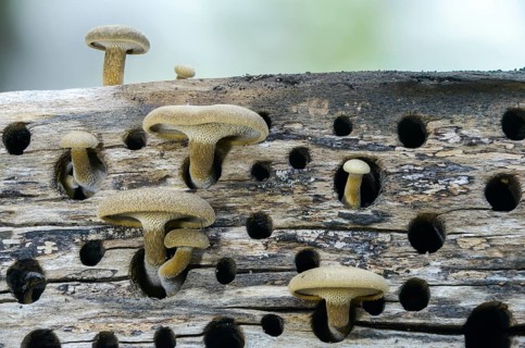 Borstrand stalk porling, Lentinus arcularius, Polyporellus arcularius, Polyporus anisoporus,
