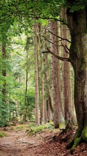 Trail flanked by tall trees and abundant foliage in quiet surroundings, hiking in the