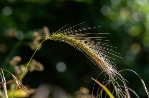 Hordelymus europaeus, forest barley, wood barley, flora, plants, plants
