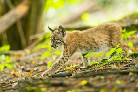 Eurasian lynx (Lynx lynx) youngsters (cub) sitting in a forest, Bavaria, Germany