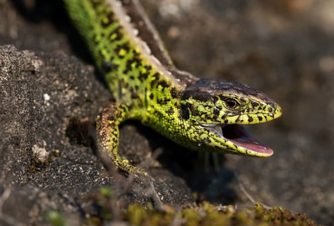 Lacerta agilis, sand lizard, sand lizard, critters, lizards, reptiles, lizards, males, reptilia,