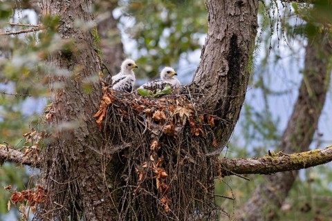 Honey Buzzard (Pernis apivorus), close-up, two chicks with white down feathers in their nest on a