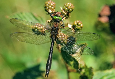 Cordulia aenea, downy emerald, common emerald dragonfly, anisoptera, damselflies, dragonflies,